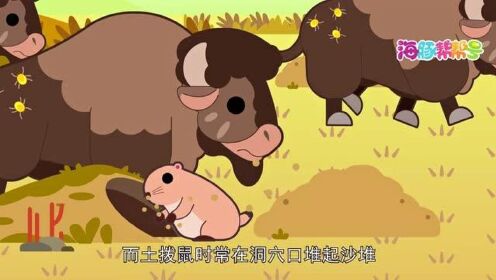 海豚帮帮号第二季:船长日记-土拨鼠和野牛