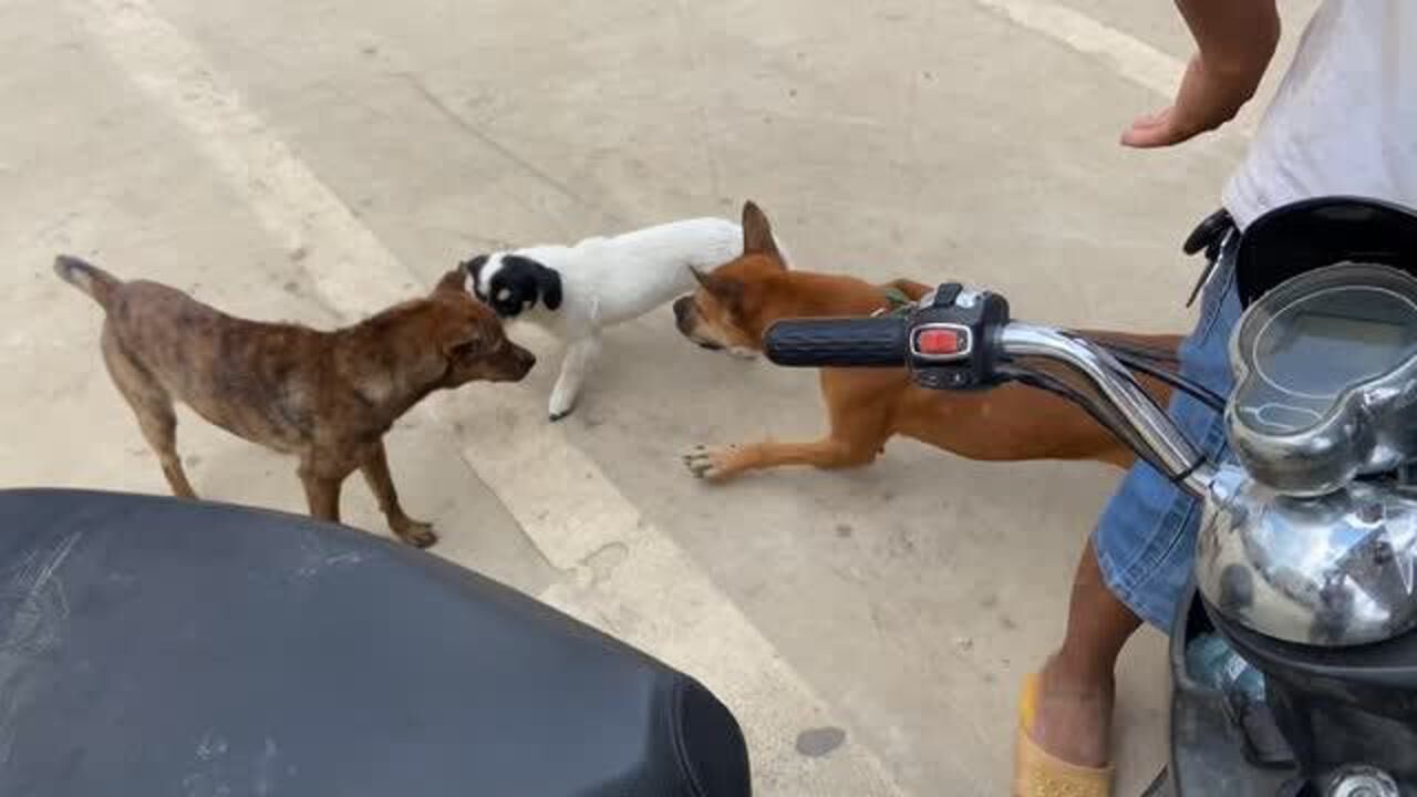 红毛大狗看到虎斑一路追,狗主幸亏拉得快,要不然就惨了.