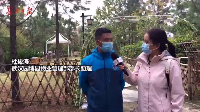 孔雀蛋长啥样?277只孔雀齐用餐场面如何?孵化孔雀只需28天