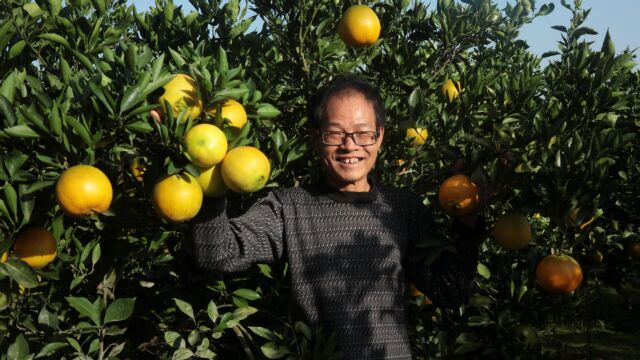 湖北枝江:三峡移民科学种田奔小康