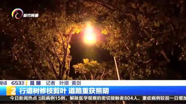 行道树修枝剪叶 道路重获照明