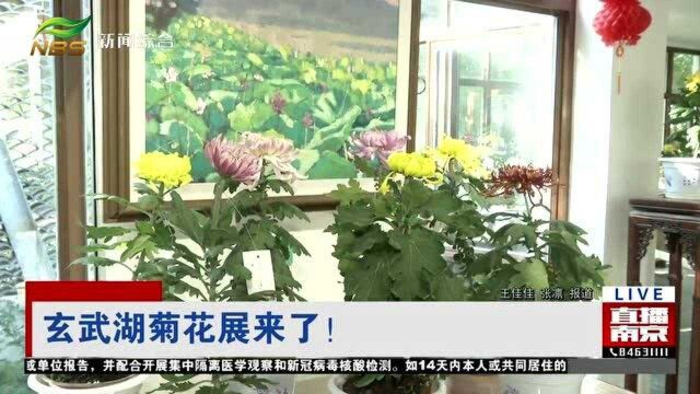 南京玄武湖菊花展来了!五百个品种一万多盆菊花 赏秋打卡好地方