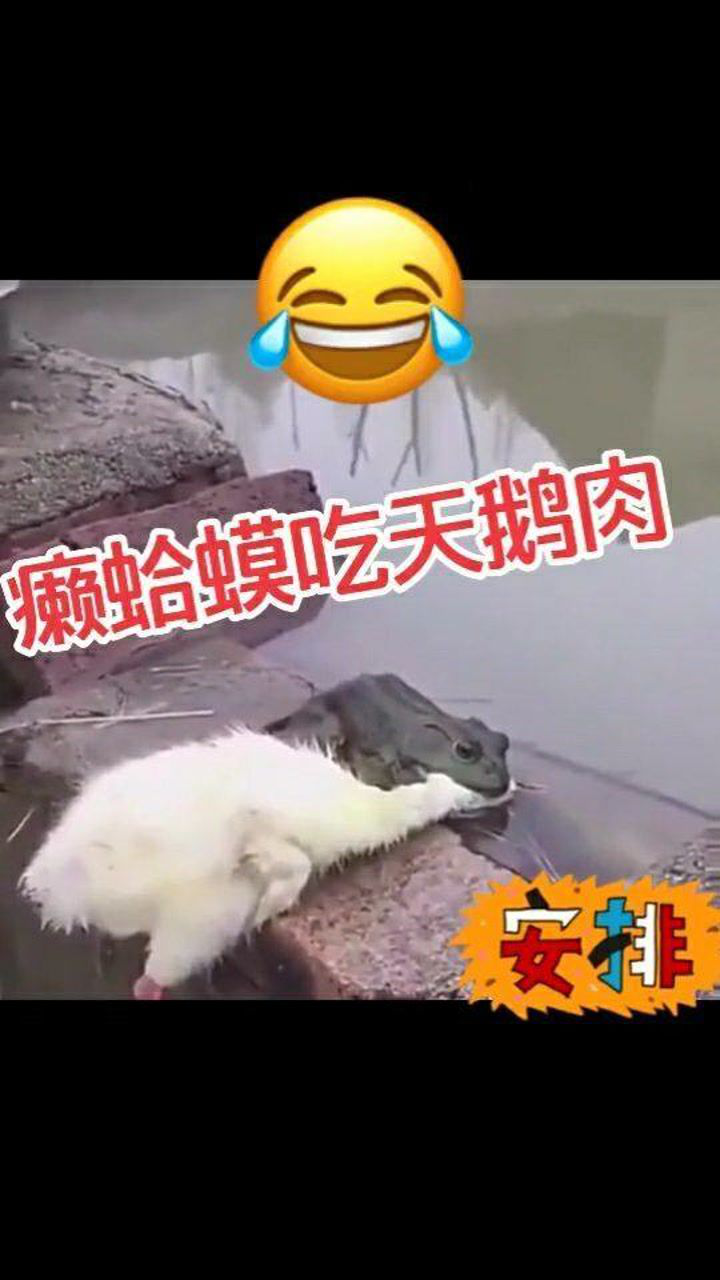 癞蛤蟆吃天鹅肉