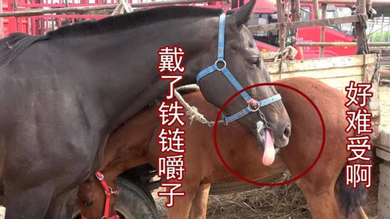 马在什么情况下必须戴嚼子或不戴嚼子看把马妈妈难受成啥样