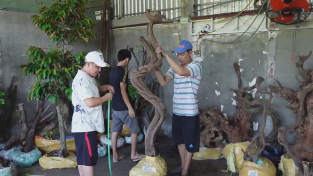 花鸟市场,采购了一批盆景素材回来,物美价廉,难得的精品树桩