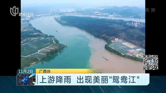 上游降雨 出现美丽“鸳鸯江”