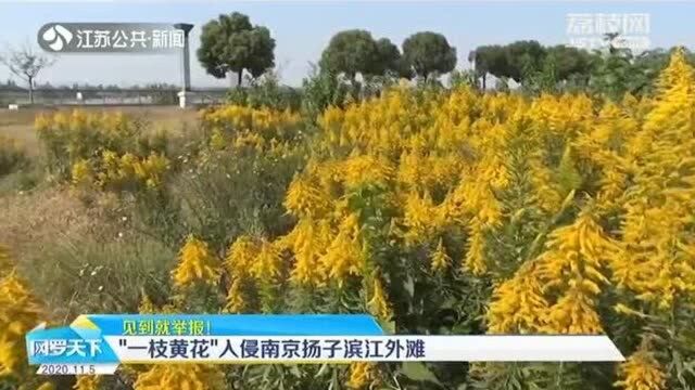 “一枝黄花”已入侵南京 这种可爱“小黄花” 见到就举报!