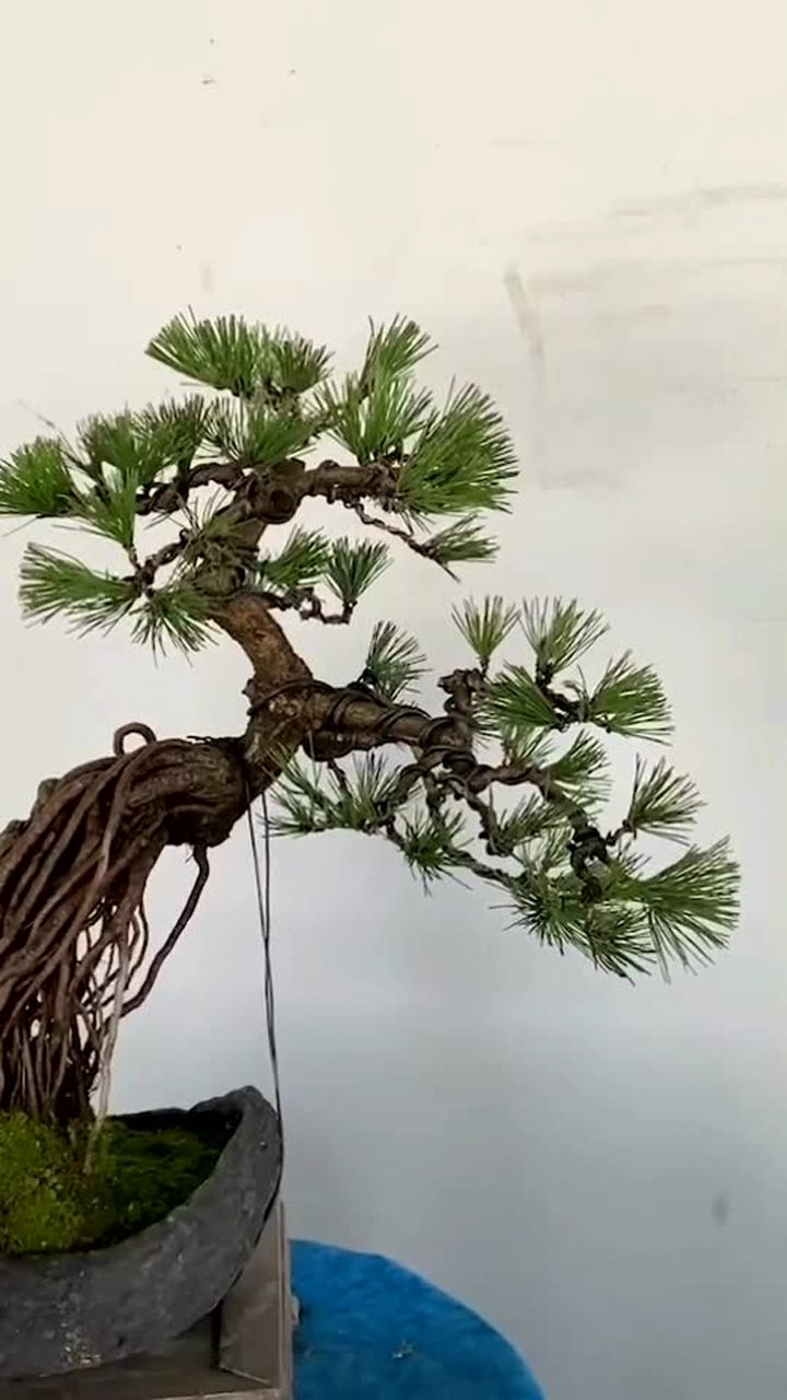 提根黑松,直径4.5公分,带盆高70