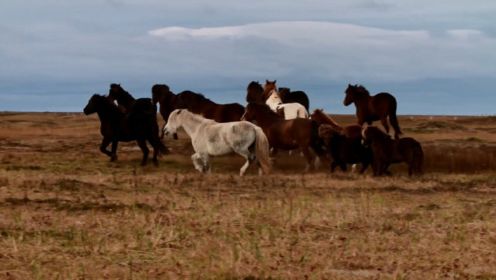 朗格拉德岛上的半野生马群有多自在奔放？见证加拿大历史的物种！