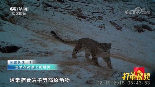 雪山之王雪豹，常年在高山雪线附近活动，平时独来独往