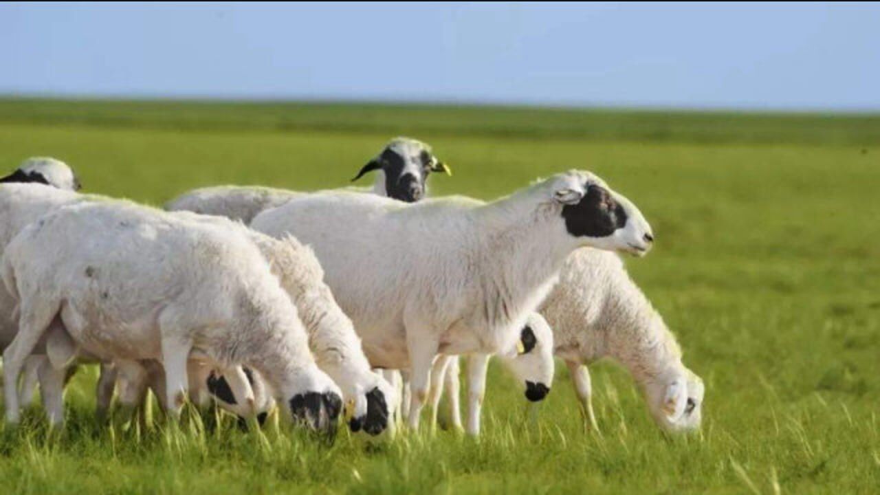 舌尖上的苏尼特羊!内蒙古这种羊不仅像熊猫,还深受人们的喜爱!_腾讯视