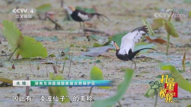 夏候鸟里最漂亮的一种鸟水雉,体态优美羽色艳丽