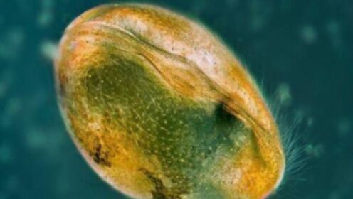 琥珀内出现"巨型精子",它或许就是答案