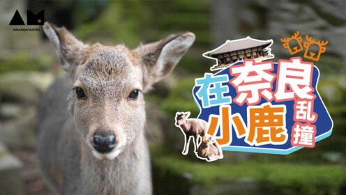 【曼游记】在奈良，我体会到了小鹿乱撞的感觉~