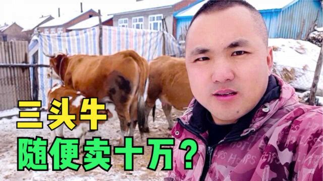 三头牛随便卖十万?东北牛肉价格疯涨,农村最近也兴起养牛热