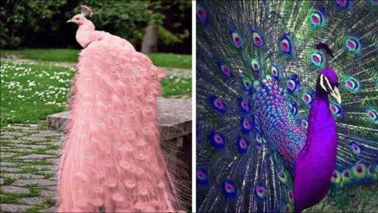 6种不同颜色的奇特孔雀竟然还有粉色黑色的孔雀