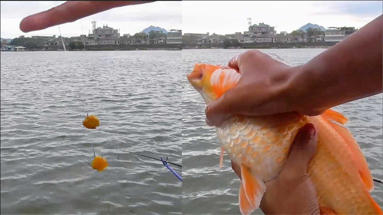 玉米钓鲤打窝是关键小伙从零开始教你一小时狂拉八条鲤鱼