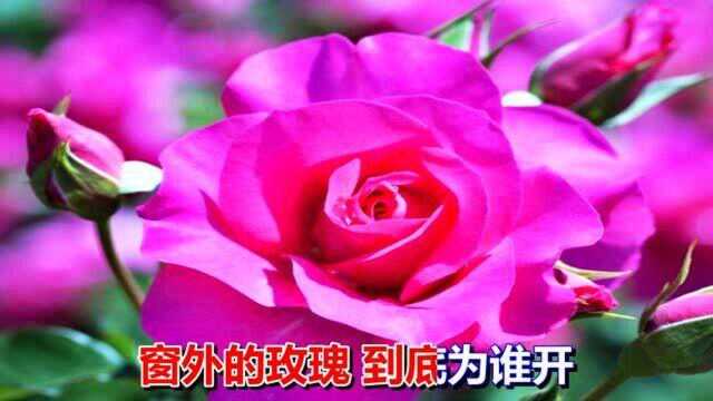 一首经典情歌《玫瑰花开》