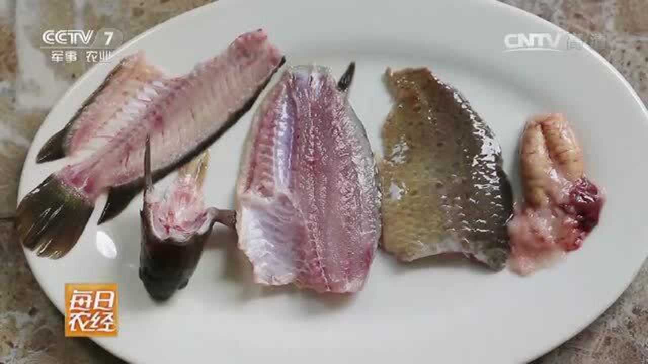 攀鲈鱼饲养周期短,营养价值特别高,市场上一斤卖到25元!