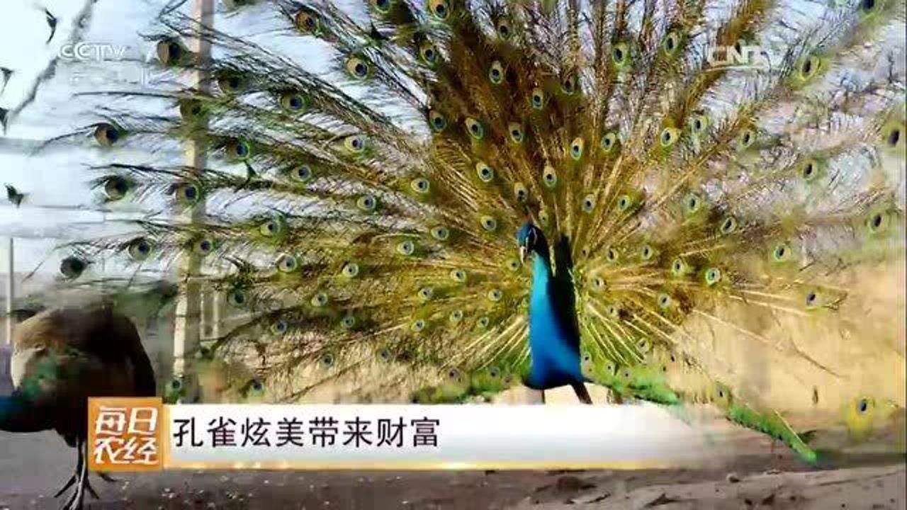 看过孔雀开屏那你听过孔雀的叫声吗今天就带你见识一下