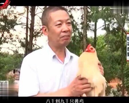 宁都黄鸡已经有1500年饲养历史 是宁都特有的珍稀优质鸡品种