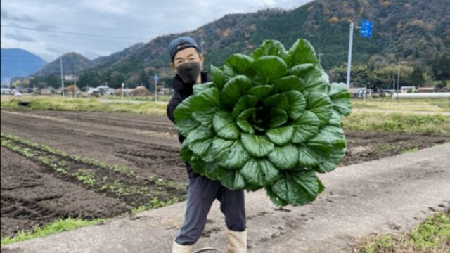 重6.2公斤!日本菜农意外收获巨型油菜,体积是同类的200倍