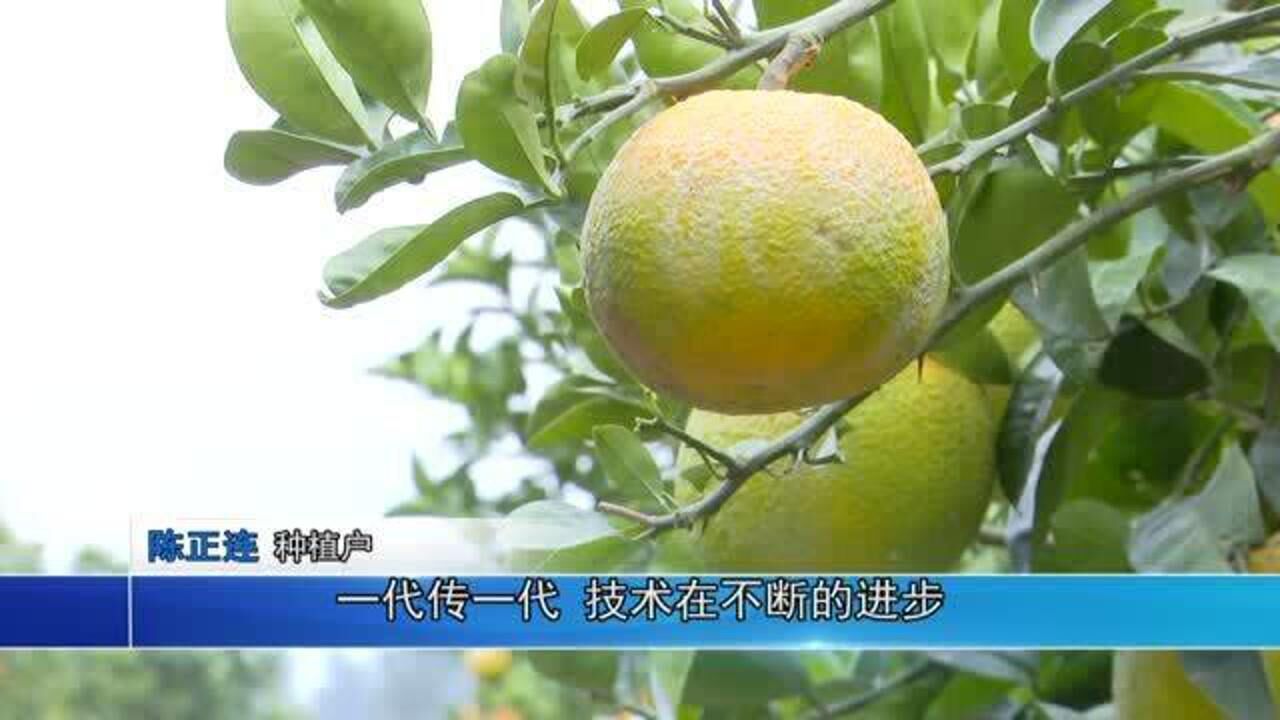 高橙喜获丰收_高清1080P在线观看平台_腾讯视频