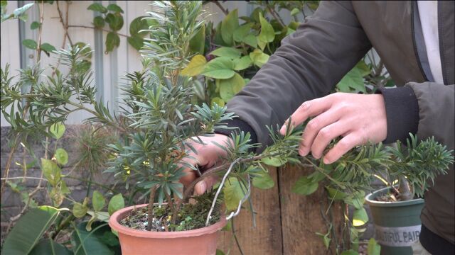 如何高效地让罗汉松冒侧芽?看完就知道了!