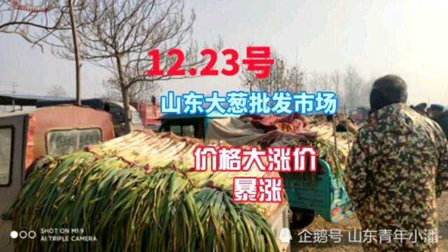 12.23号实拍山东大葱批发市场,价格继续暴涨大涨价,真吃不起!