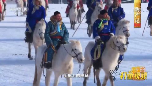 西乌珠穆沁白马身体粗壮善于奔走，具有极强的耐力
