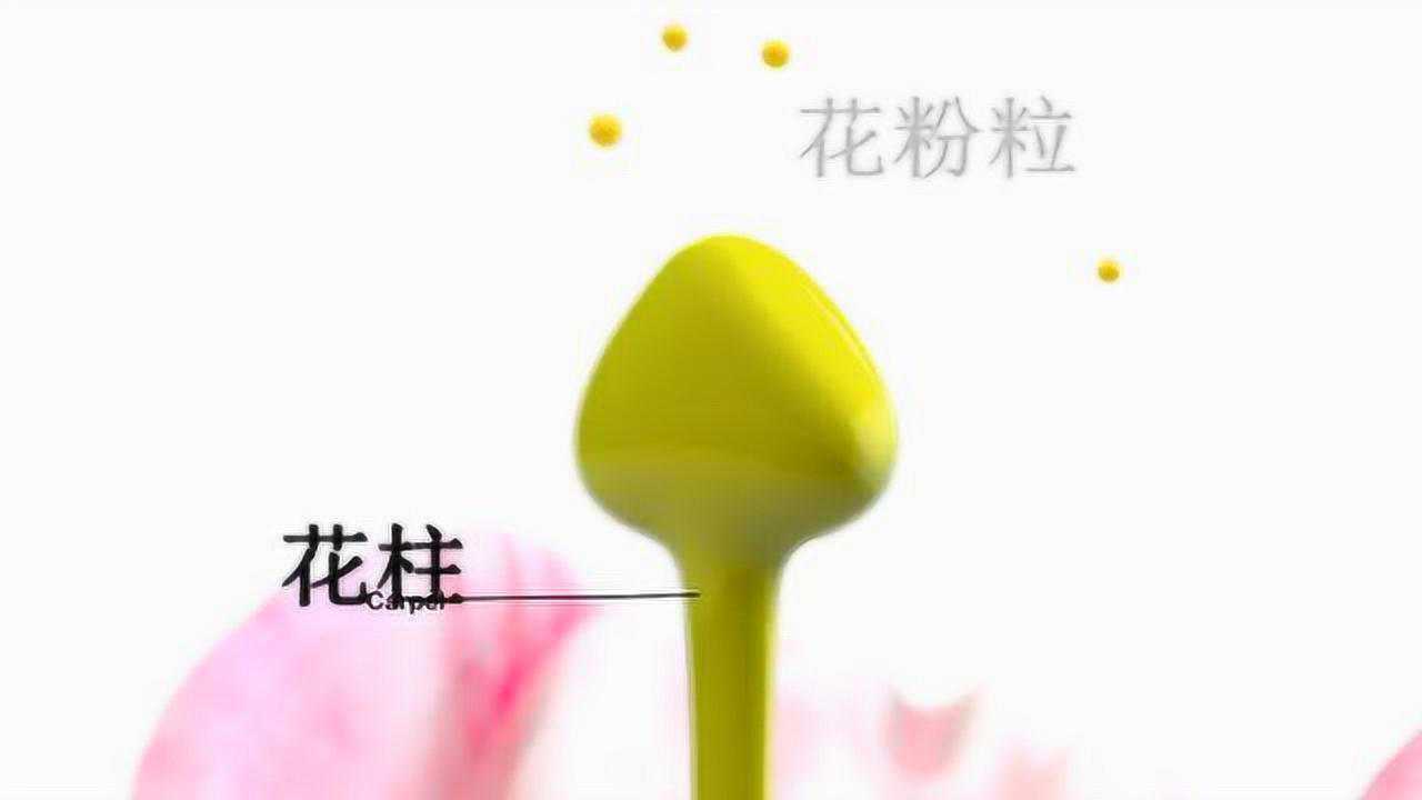 被子植物的受精过程与果实发育花粉管萌发_高清