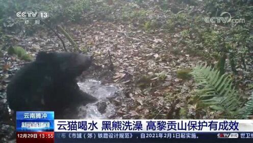 云南腾冲 云猫喝水 黑熊洗澡 高黎贡山保护有成效