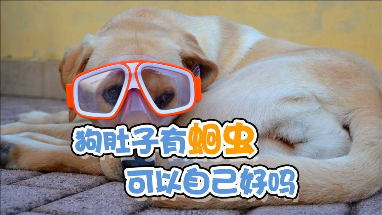 狗肚子有蛔虫可以自己好吗