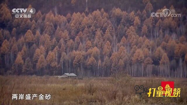 生长在金矿过采区的蘑菇鸡腿蘑,对生长条件要求很苛刻