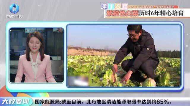 【农经资讯】西农大专家培育全球首个紫橙色白菜品种