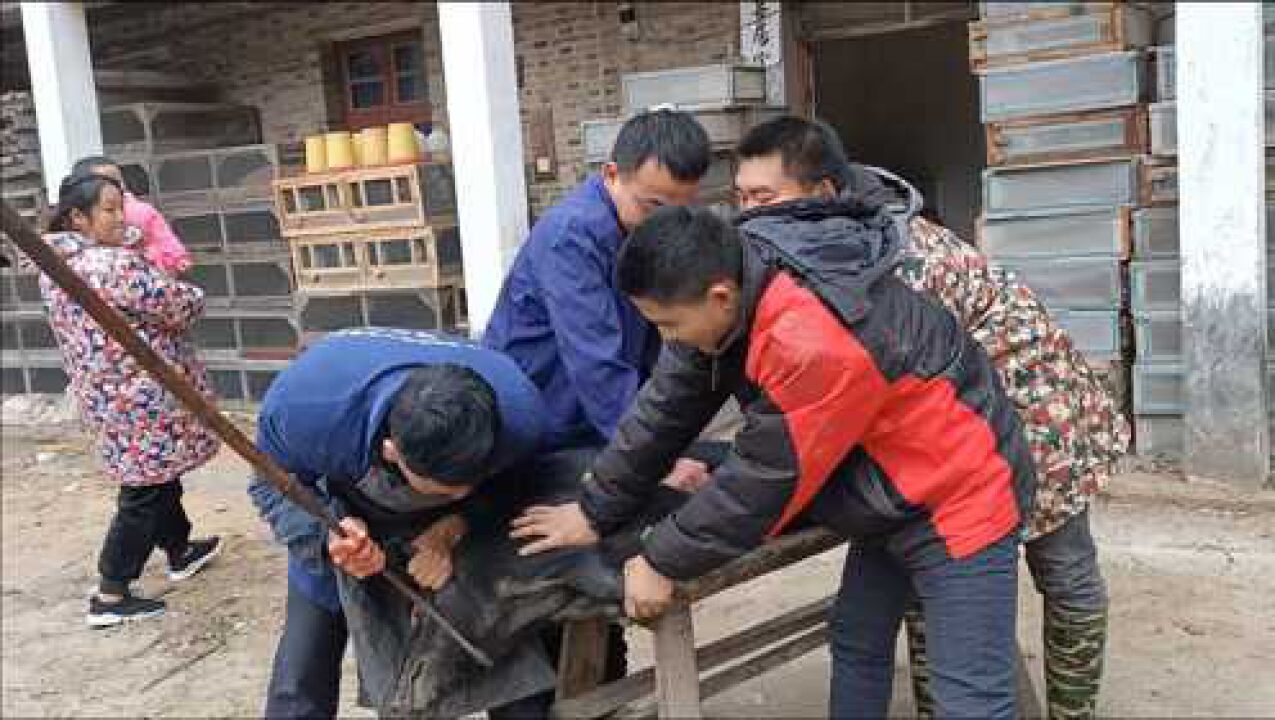 小邓家的土猪今天开始宰杀了，这猪太猛了，要4个人才能抓的住_腾讯视频