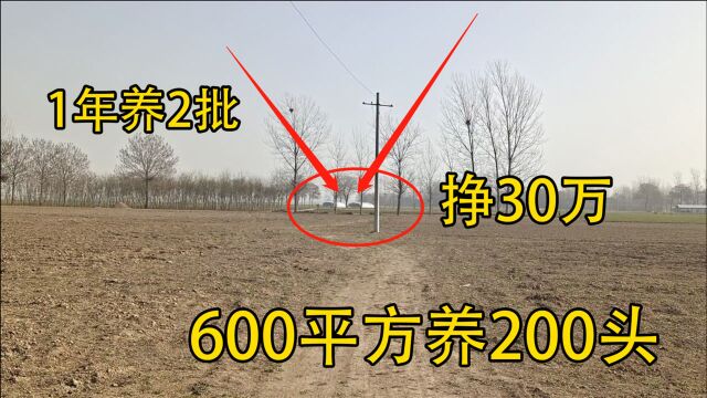 农村养殖200头,需要600平方6个月收入15万,年收入更乐观