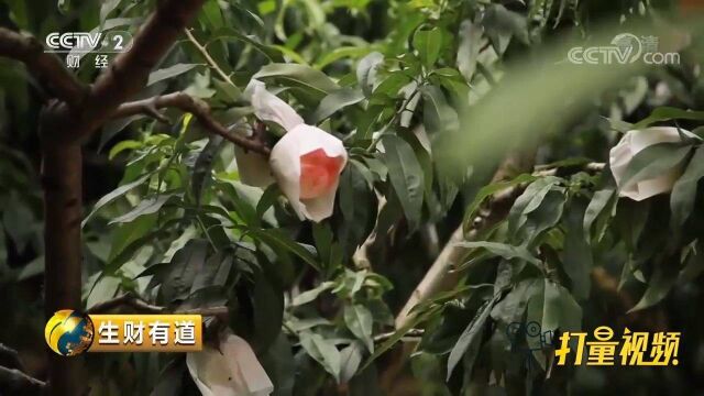 全国闻名的龙泉驿水蜜桃,皮薄肉细水分足,太诱人