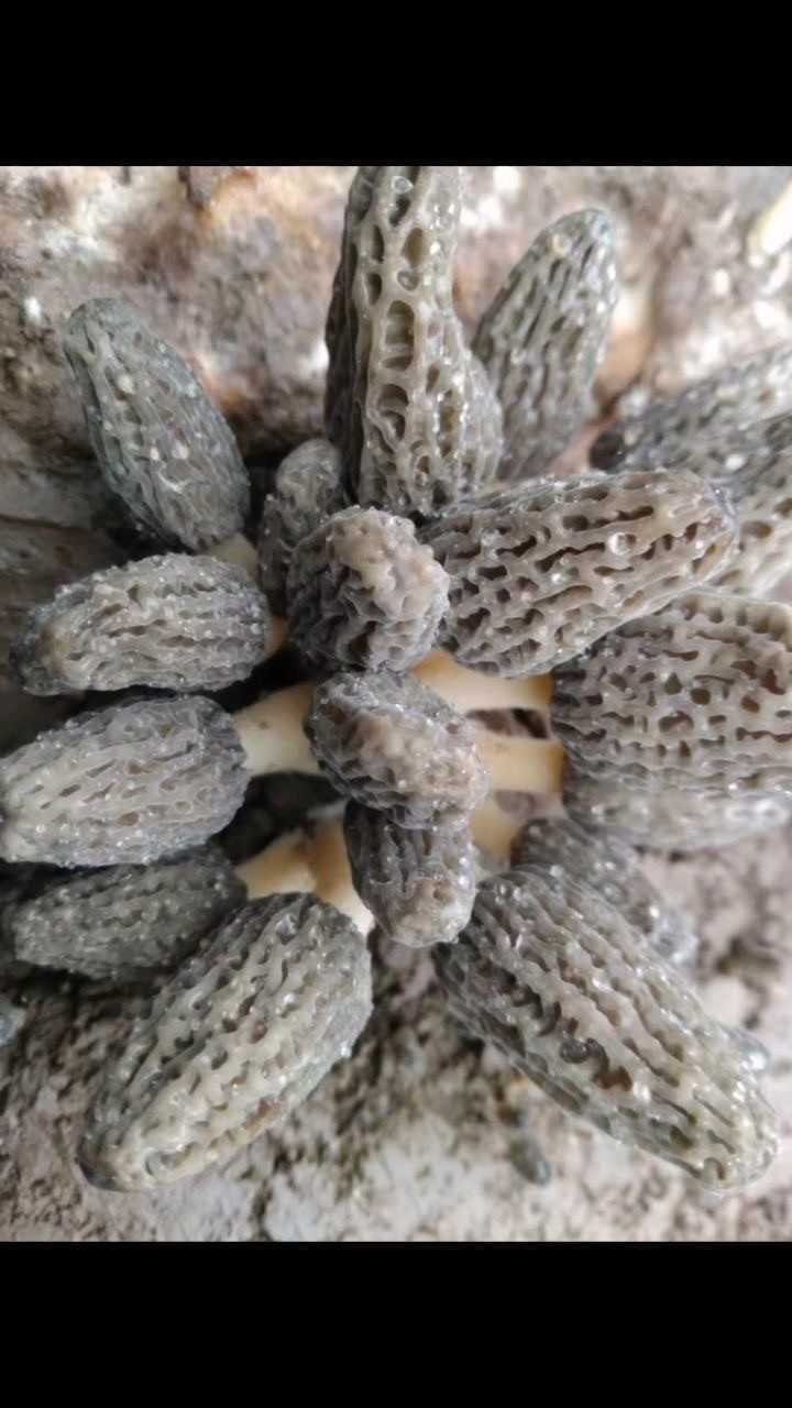 羊肚菌原基密密麻麻