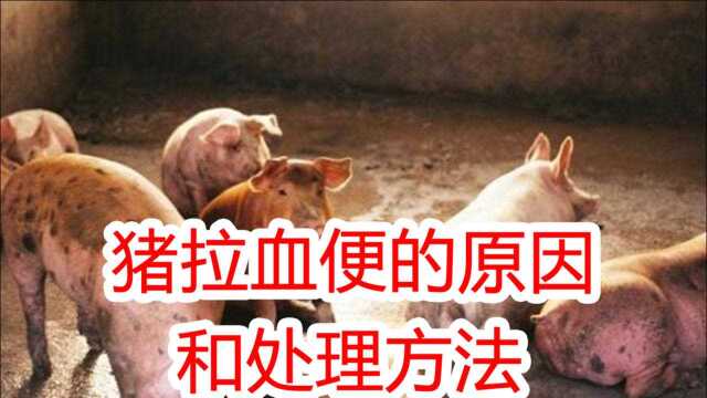 养猪技术:猪血便的原因和处理方法