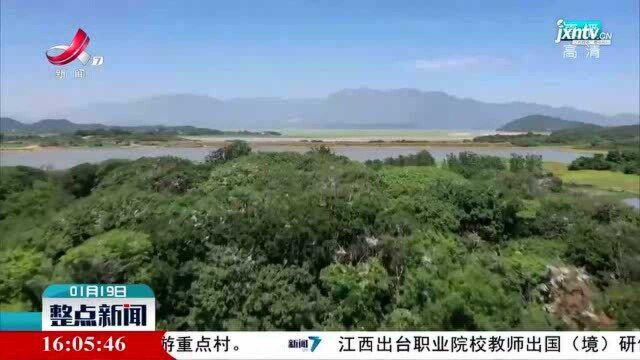 鄱阳湖:首批3000只夏候鸟飞抵