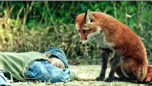 小男孩救下只狐狸，当自己牺牲后，狐狸耗费千年法力来救他！
