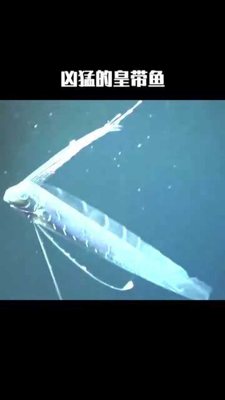 皇带鱼被称为龙宫使者对自然灾难会先知先觉