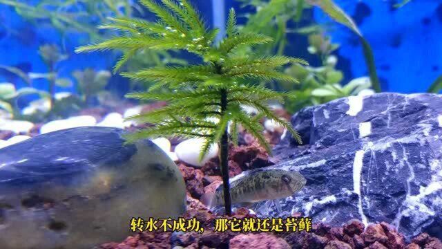 万年藓能在水里养吗?如何转水才能成功?鱼缸里水养苔藓转水试验