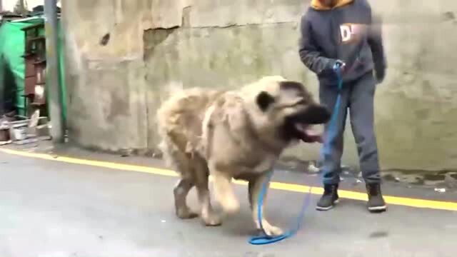 块头比藏獒还大的高加索牧羊犬,让一个小孩子牵着遛弯!