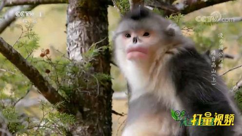 我国特有的濒危物种！来看滇金丝猴在树林中穿梭的身影