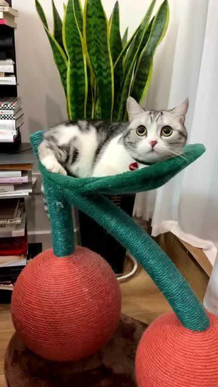 王泡芙的精致生活_腾讯视频