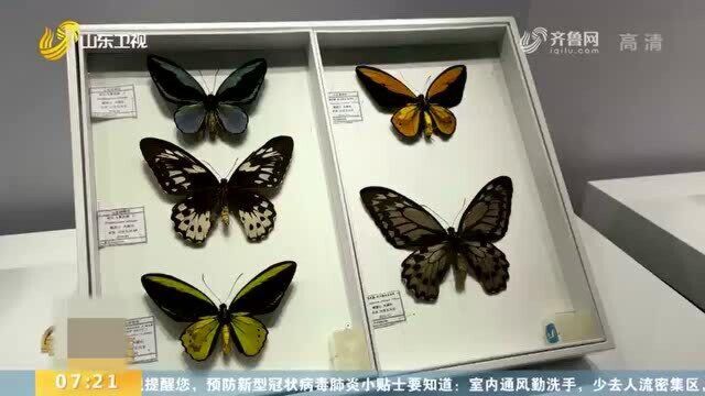 山东最大规模昆虫标本展开展 1000余只珍稀昆虫“飞”近博物馆