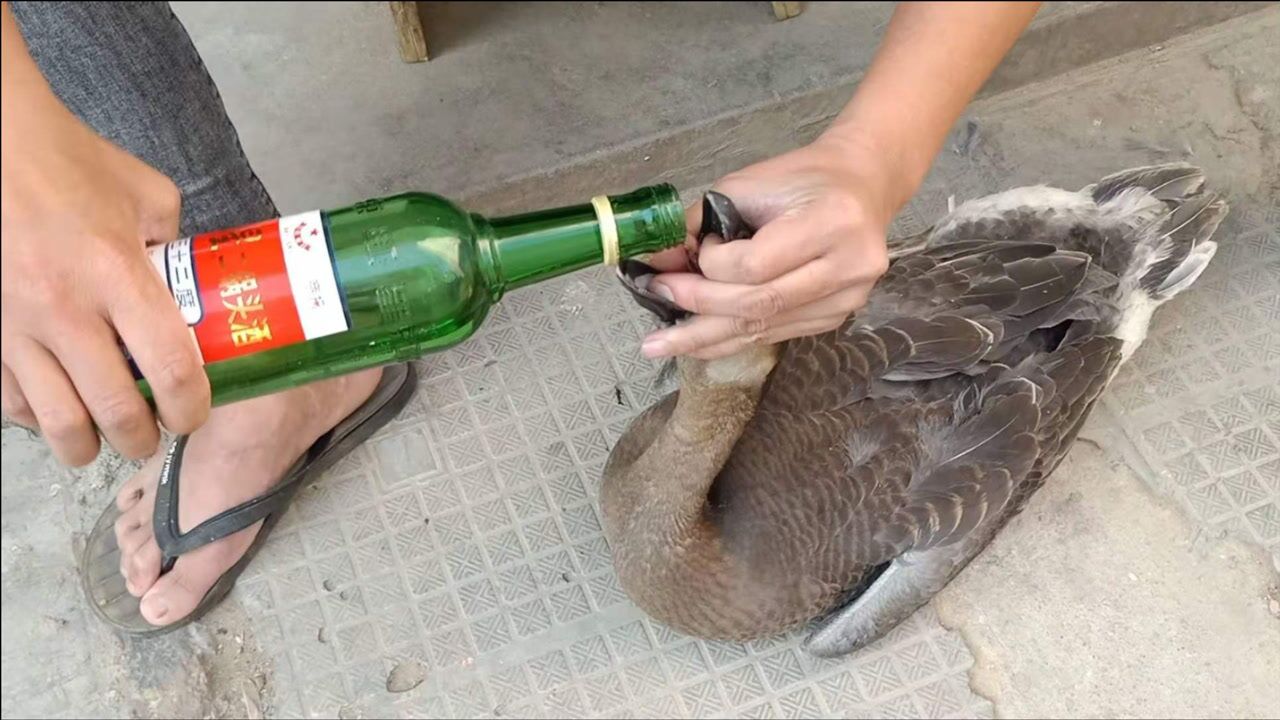 杀鹅前给鹅灌52度白酒后,放开让它走路,看到眼泪都笑出来