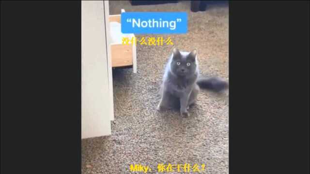 猫咪的欢乐瞬间P5:Miky的秘密